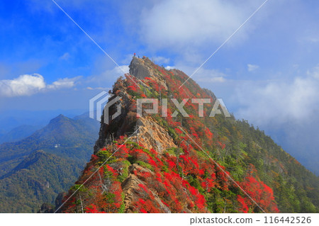 [愛媛郡] 天狗山（石鎚山）秋葉籠罩在霧中 116442526