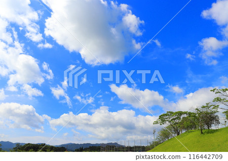 夏日藍天棉花雲 116442709