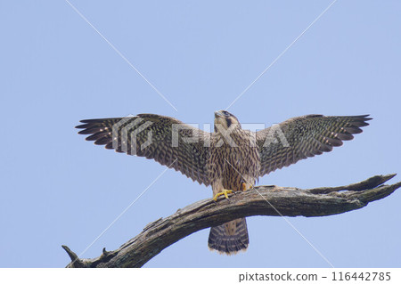 A young peregrine falcon about to take off into the sky 116442785