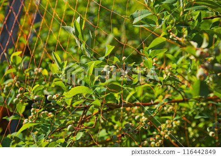 藍莓樹在春天結果子 116442849