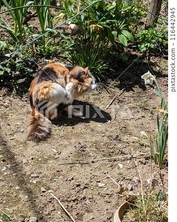 A cat sunbathing and scratching its neck 116442945