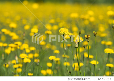 Buta-na, dandelion-like plant Buta-na, dandelion-like plant 116442987
