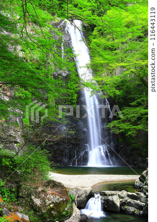 [Osaka Prefecture] Fresh green Minoo Falls 116443119