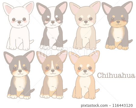 坐吉娃娃 各種顏色的吉娃娃一套 116443120