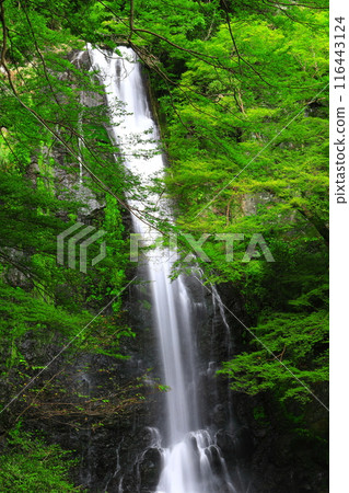 [Osaka Prefecture] Fresh green Minoo Falls 116443124