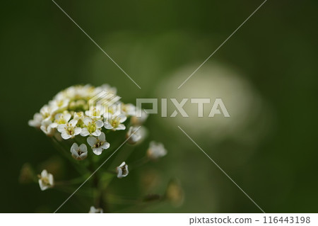 Shepherd's purse flowers blooming quietly 116443198