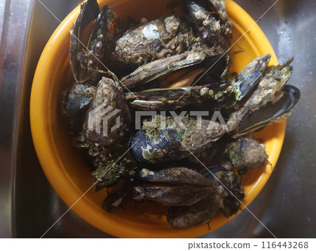 Lots of mussels Lots of mussels 116443268