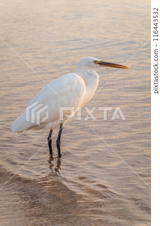 Great egret (Ardea alba), a medium-sized white heron fishing on the sea beach 116443532
