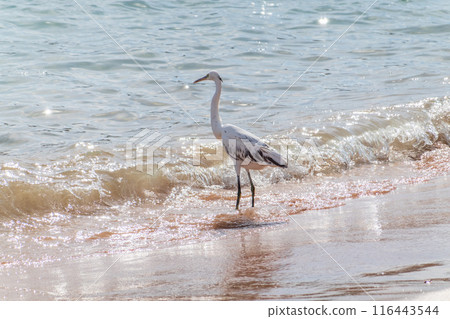White Western Reef Heron (Egretta gularis) at Sharm el-Sheikh beach, Sinai, Egypt White Western Reef Heron (Egretta gularis) at Sharm el-Sheikh beach, Sinai, Egypt 116443544