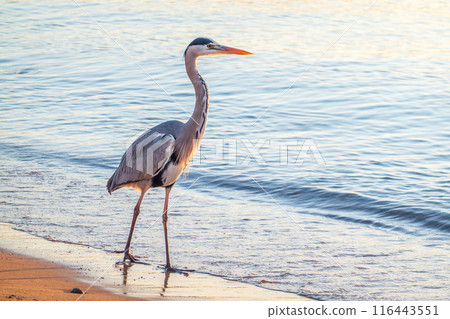 A heron hunting in the sea. Grey heron on the hunt 116443551