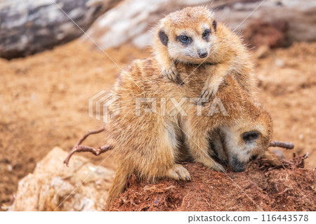 A group of cute meerkats. Meerkat Family are sunbathing. 116443578