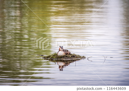 Great Crested Grebe, Podiceps cristatus, water bird sitting on the nest, nesting time on the green lake Great Crested Grebe, Podiceps cristatus, water bird sitting on the nest, nesting time on the green lake 116443609