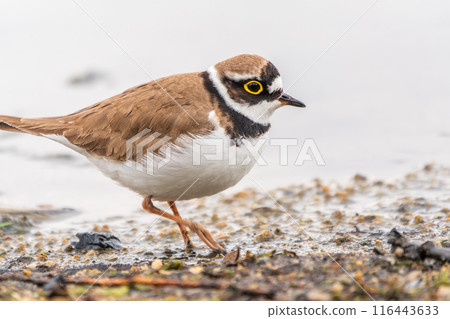 Little ringed plover (Charadrius dubius), bird standing on the lake shore Little ringed plover (Charadrius dubius), bird standing on the lake shore 116443633