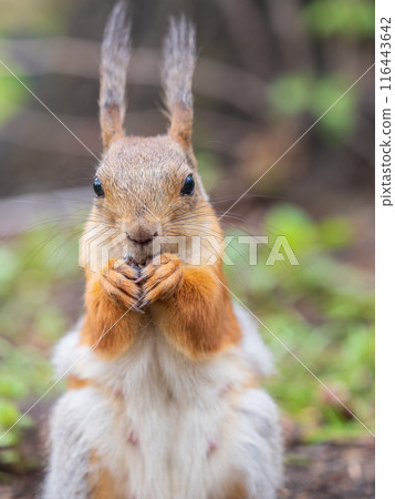 Squirrel eats a nut while sitting in green grass. Eurasian red squirrel, Sciurus vulgaris Squirrel eats a nut while sitting in green grass. Eurasian red squirrel, Sciurus vulgaris 116443642