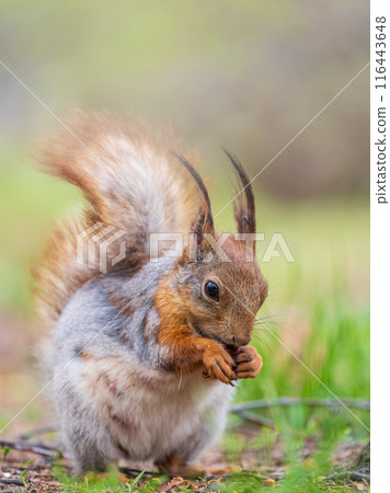 Squirrel eats a nut while sitting in green grass. Eurasian red squirrel, Sciurus vulgaris 116443648