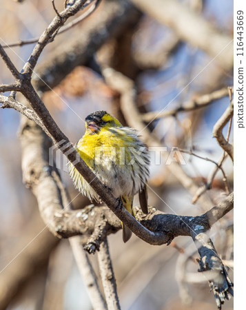 Eurasian siskin male, latin name spinus spinus, sitting on branch of tree. Cute little yellow songbird. 116443669