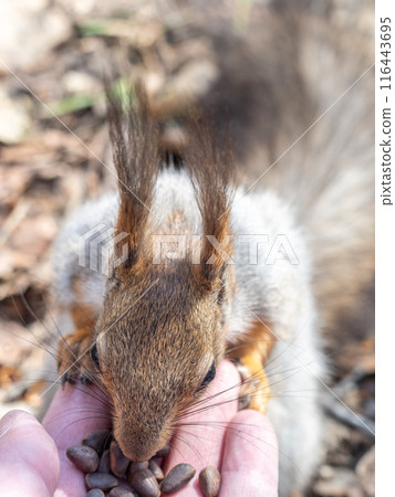 A squirrel in the spring or autumn eats nuts from a human hand. Eurasian red squirrel, Sciurus vulgaris A squirrel in the spring or autumn eats nuts from a human hand. Eurasian red squirrel, Sciurus vulgaris 116443695