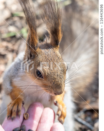 A squirrel in the spring or autumn eats nuts from a human hand. Eurasian red squirrel, Sciurus vulgaris 116443696