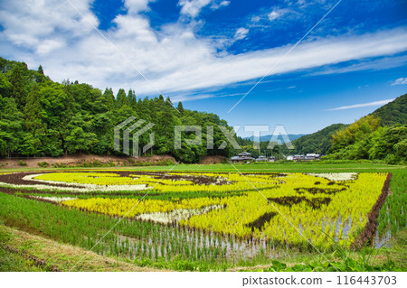 This year's rice field art Kashizu This year's rice field art Kashizu 116443703