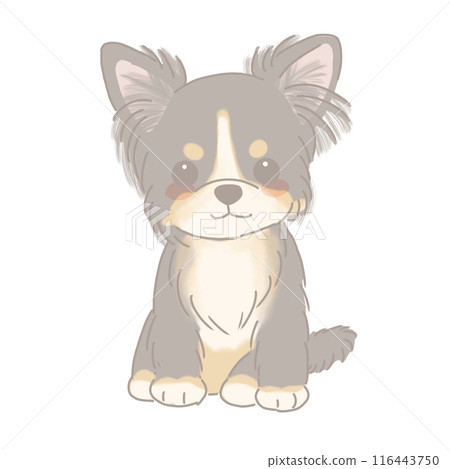 坐著的吉娃娃黑棕褐色的插圖 坐著的吉娃娃黑棕褐色的插圖 116443750