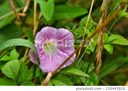 Lively in the rain, the wild grasses of Satoyama Lively in the rain, the wild grasses of Satoyama 116443828
