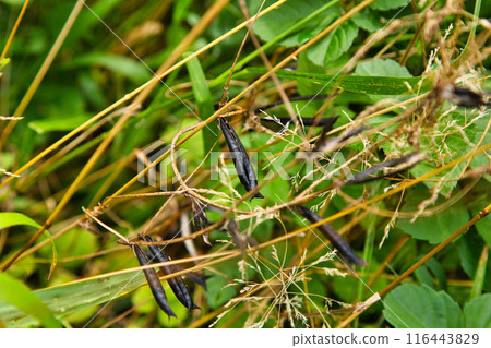 Lively in the rain, the wild grasses of Satoyama Lively in the rain, the wild grasses of Satoyama 116443829