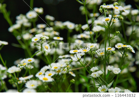 Lively in the rain, the wild grasses of Satoyama Lively in the rain, the wild grasses of Satoyama 116443832
