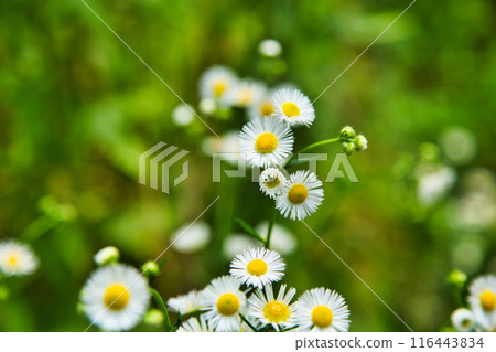 Lively in the rain, the wild grasses of Satoyama Lively in the rain, the wild grasses of Satoyama 116443834