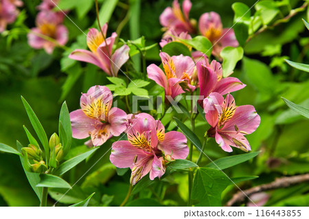 雨中熱鬧的里山野草 116443855