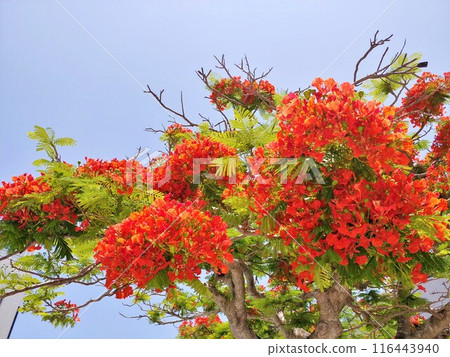 Phoenix Tree 19 Okinawa Phoenix Tree 19 Okinawa 116443940
