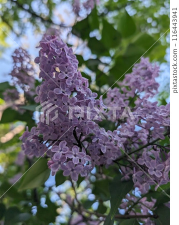 Lilac flowers Lilac flowers 116443941