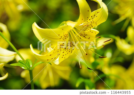 yellow lily in full bloom 116443955