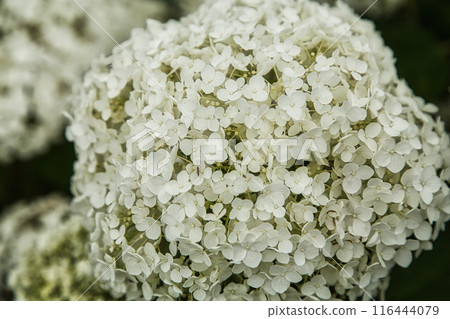 繡球花路正盛開 116444079