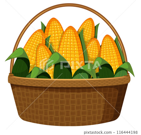 Basket of Fresh Corn Cobs Basket of Fresh Corn Cobs 116444198
