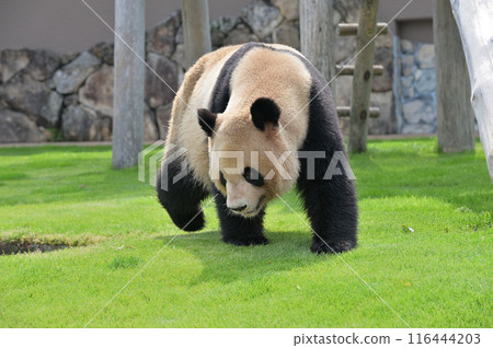 吉濱散步 116444203