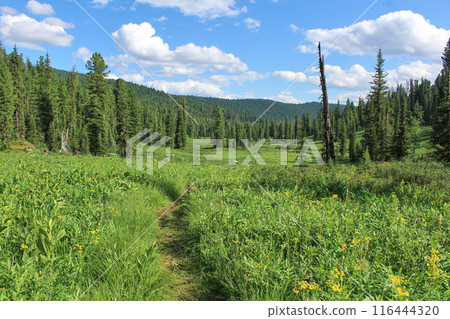Hiking trail in the middle of green meadow with yellow flowers in coniferous forest. Bright sunny day, beautiful clouds 116444320