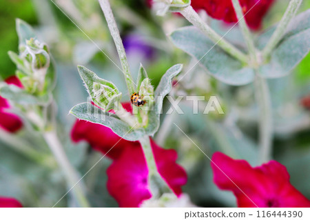 瓢蟲棲息在法蘭絨鋸上 116444390