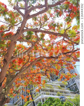 Houougi 24 Okinawa 116444392