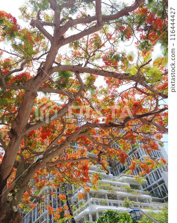 Phoenix Tree 25 Okinawa Phoenix Tree 25 Okinawa 116444427