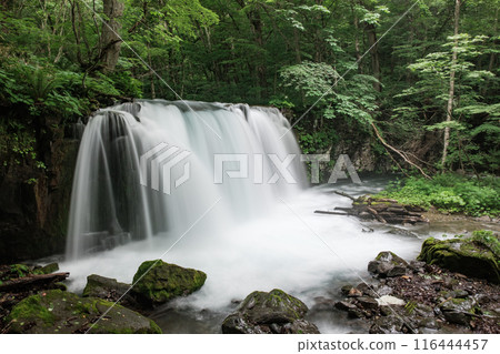 Oirase Stream: Choshi Falls Oirase Stream: Choshi Falls 116444457