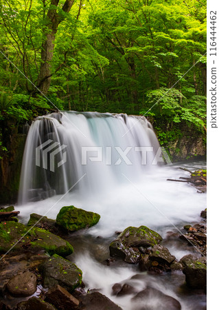 Oirase Stream: Choshi Falls Oirase Stream: Choshi Falls 116444462