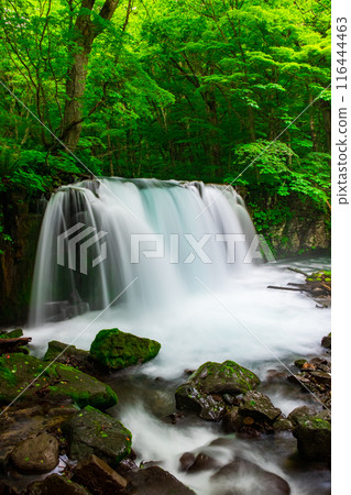 Oirase Stream: Choshi Falls Oirase Stream: Choshi Falls 116444463