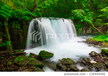 Oirase Stream: Choshi Falls Oirase Stream: Choshi Falls 116444492