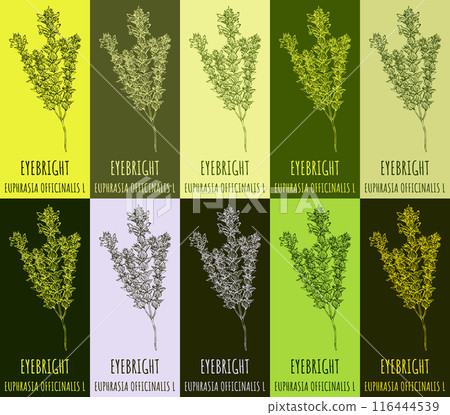 Set of vector drawing of EYEBRIGHT in various colors. Hand drawn illustration. Latin name EUPHRASIA OFFICINALIS L. 116444539