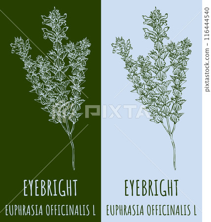 Vector drawings EYEBRIGHT. Hand drawn illustration. Latin name EUPHRASIA OFFICINALIS L. Vector drawings EYEBRIGHT. Hand drawn illustration. Latin name EUPHRASIA OFFICINALIS L. 116444540