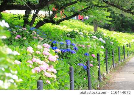 佐手權現堂櫻花堤 繡球花盛開 116444672
