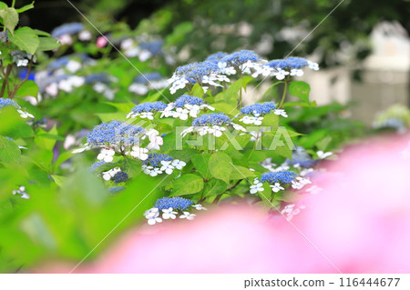 Satte Gongendo Sakura Embankment: Hydrangeas in full bloom Satte Gongendo Sakura Embankment: Hydrangeas in full bloom 116444677