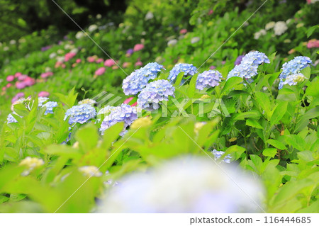 佐手權現堂櫻花堤 繡球花盛開 116444685