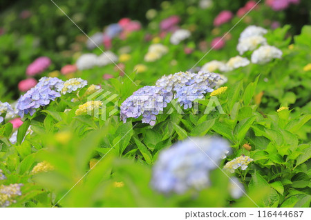 佐手權現堂櫻花堤 繡球花盛開 佐手權現堂櫻花堤 繡球花盛開 116444687
