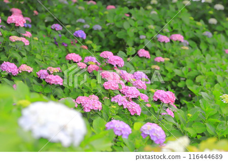 Satte Gongendo Sakura Embankment: Hydrangeas in full bloom Satte Gongendo Sakura Embankment: Hydrangeas in full bloom 116444689